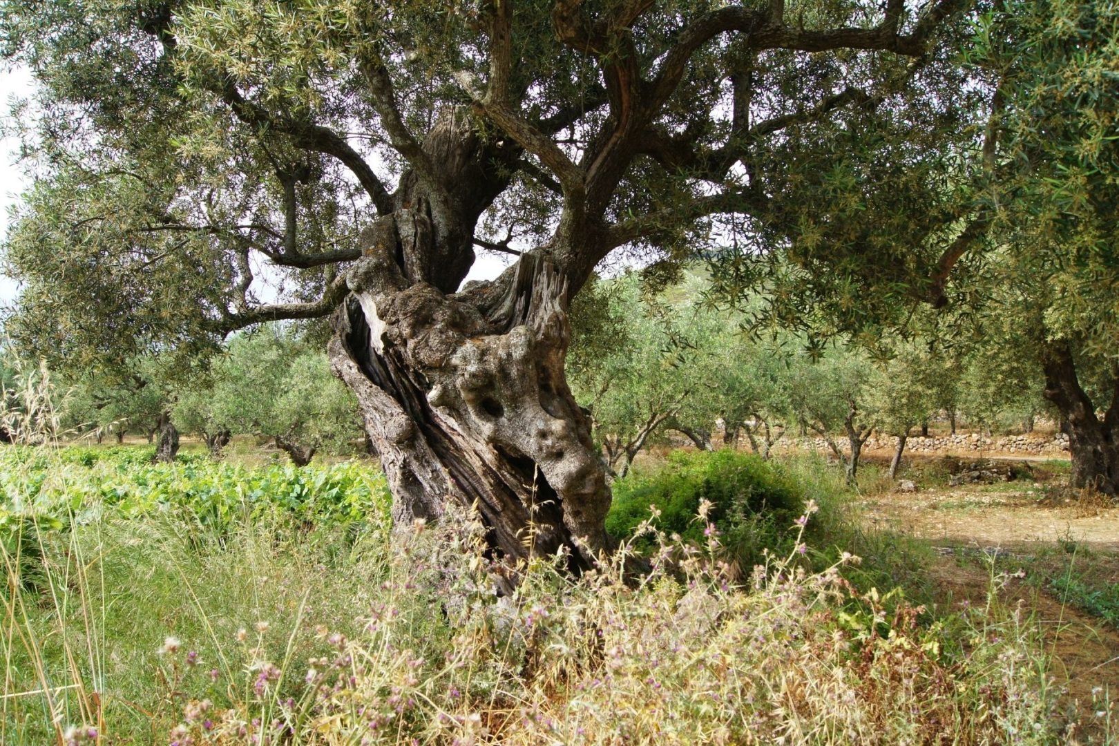 Stare drzewo oliwne Agalas Zakynthos